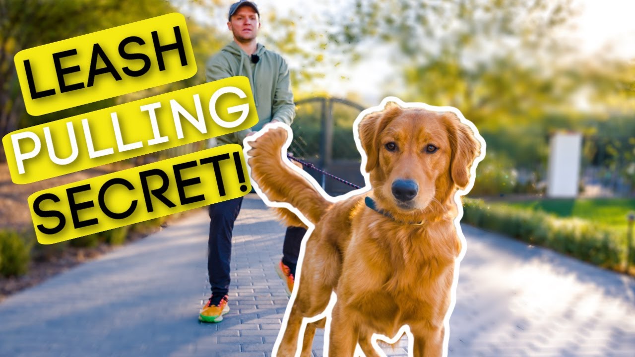 #1 TRICK TO STOP YOUR DOG PULLING ON THE LEASH!