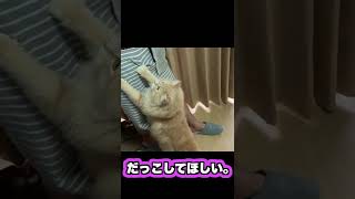 【サイベリアンが飼いたくなる動画】甘えん坊猫の日常♡