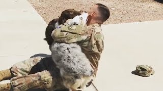 Ecstatic Dogs Welcome Home Their Owners After Being Away | Funny Dogs 2019
