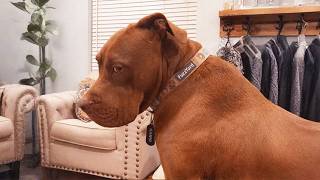 This Dog Throws the Ultimate Drama Fit – You Won’t Stop Laughing!