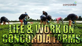 Life \u0026 Work on Concordia Farms