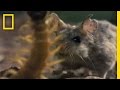 Centipede vs. Grasshopper Mouse | National Geographic Centipede vs. Grasshopper Mouse | National Geographic