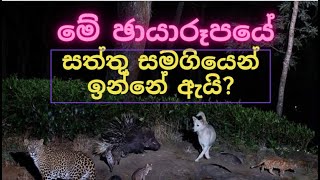 මේ වි‌ශෙෂ ඡායාරූපයේ ඇති‌ වි‌ශෙෂත්වය දන්නවද?