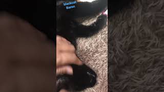 black-cat🐈‍⬛ごろんしてかわいいお返事😸黒猫バロン【猫動画】