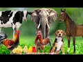 Cute Little Animals : Dog, Cat, Chicken, Elephant, Cow - Animal sounds