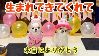 チワワのティーナ2歳になりました。手作り御飯で大満足の犬。