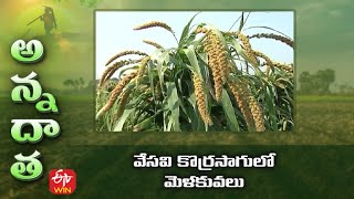 వేసవి కొర్రసాగులో మెళకువలు | Tips for summer foxtail cultivation (korralu) | ETV