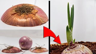 Onion Growing! Time Lapse!