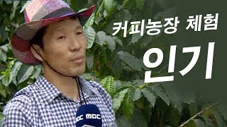 청송 커피농장...커피 체험 인기 / 안동MBC