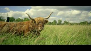 Wicken Fen - if you build it, they will come