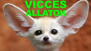 😸 VICCES ÁLLATOK #9 Cuki és vicces állatok összefoglalás 2018