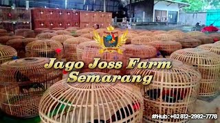 Cu4c4 Cerah. P4k4n Bergizi. F4silitas Mendukung. Jago Joss Farm Semarang