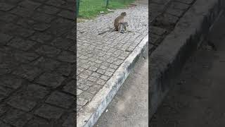 monkey#eating banana#cute#wow#animal#shocking#குரங்கு வாழைப்பழ தோலை சாப்பிட்டு பார்த்து இருக்கீங்களா