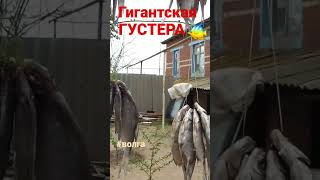 Гигантская ГУСТЕРА (Таранька)🔥 #fishing #fish #рыбалка #астрахань #тарань #густера #волга #вобла