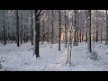 winter forest therapy shinrin yoku with snow birds u0026 healing sounds for mental health u0026 peace