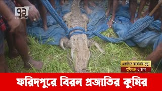 ১৭ দিন পর ফরিদপুরের জলাধারে আটকে পড়া কুমির উদ্ধার | Crocodile | Faridpur | News | Ekattor TV