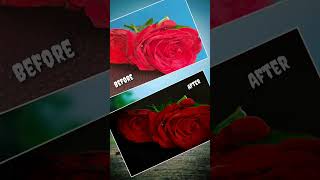 rose flowers #red roses#ayaan photography #trending photo editing