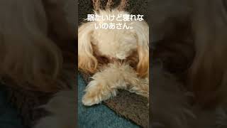 眠たいけど寝れないから体ぺろぺろしてる。#shorts#マルプー