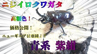 ニジイロクワガタ 紫紺  成虫 クワガタ+カブトムシ　夢旅路　昆虫  色虫 ランバージャック