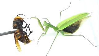 カマキリにオオスズメバチを近づけた結果...