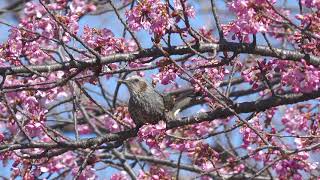 [4K]野鳥：ヒヨドリと河津桜／ＨＴ公園