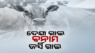 Jersey (Hybrid) Cow Demands Rising More Than Desi Cow As More Production Of Milk In Jersey