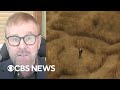 Alien expert on Earth visits: 