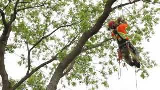 Arboriculture-élagage