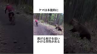 ㊙️クマの秘密を教えます　#動物 #animals #雑学