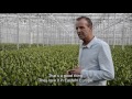 premium varieties.com ruud vd hoeven talks about palazzo