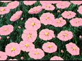 Tyler, The Creator - Where This Flower Blooms (𝐬𝐥𝐨𝐰𝐞𝐝 + 𝐫𝐞𝐯𝐞𝐫𝐛)