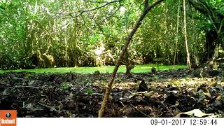 Grey-necked wood rail (Aramides cajaneus) in the Peruvian Amazon, by Fauna Forever