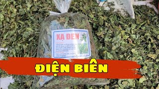 Giá Cây Xạ Đen Khô và những lưu ý khi sử dụng cây xạ đen | giá 90k/1kg