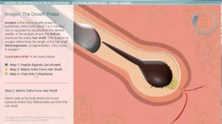 ANATOMY HAIR GROWTH ANAGEN PHASE