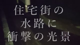 こんな所に巨大魚の群れが【衝撃映像】