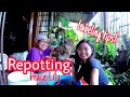 Buti pa ang halaman may label | Repotting Using Cocopeat | Roaming Rona