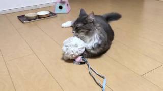 オモチャを自分で取り出す猫 ノルウェージャンフォレストキャット Cat to take out the toys on their own. Norwegian Forest Cat.