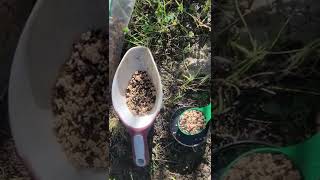 Managing Pocket gophers And Ground Squirrels In The Landscape