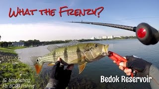 What the Frenzy? Bedok New Grounds.  Fishing in Singapore