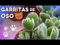 Cuidados, reproducción y más sobre la 