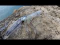 SQUID and CUTTLEFISH Land Based Fishing Perth (Fremantle, W.A) A Quick Flick + Tips