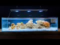 Unboxing Coral Frags for Shallow Coral Reef Tank