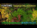 Hunting Tanaman PALUDARIUM di ALAM - yang biasa gak diambil