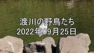 淀川の野鳥たち 2022年09月25日