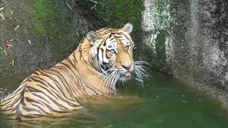 アムールトラ　サーシャちゃん　真夏の水泳　【浜松市動物園】Amur tiger Sasha-chan Hamamatsu Zoo