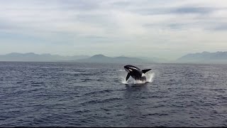 Playful orca gives show in Vancouver