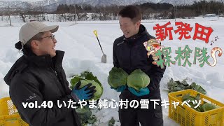 新発田探検隊 vol.40 いたやま純心村の雪下キャベツ