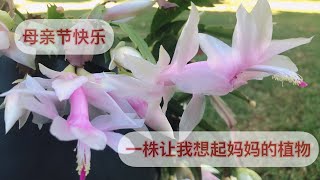 母亲节快乐！让我想起妈妈的植物 Happy Mother's Day!