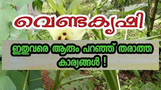 വെണ്ടകൃഷി | ഇതുവരെ ആരും പറഞ്ഞു തരാത്ത അറിവുകൾ |Ladies finger|Malayalam krishi|