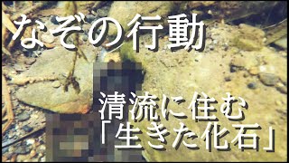 【意外とかわいい】清流に住む「生きた化石」を観察してみた